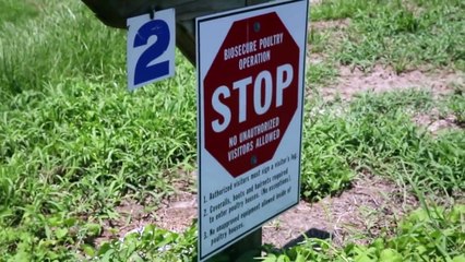 Chicken Factory Farm Cruelty