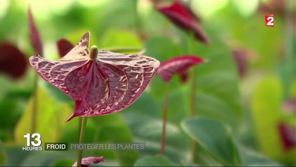 Froid : protéger les plantes