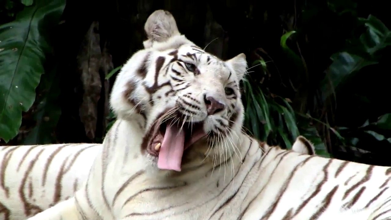 White Tiger