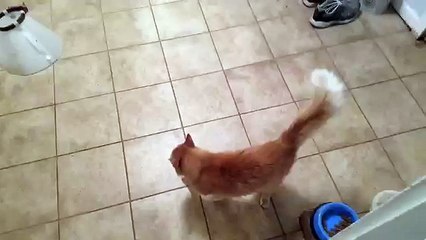 Cat knows what he wants