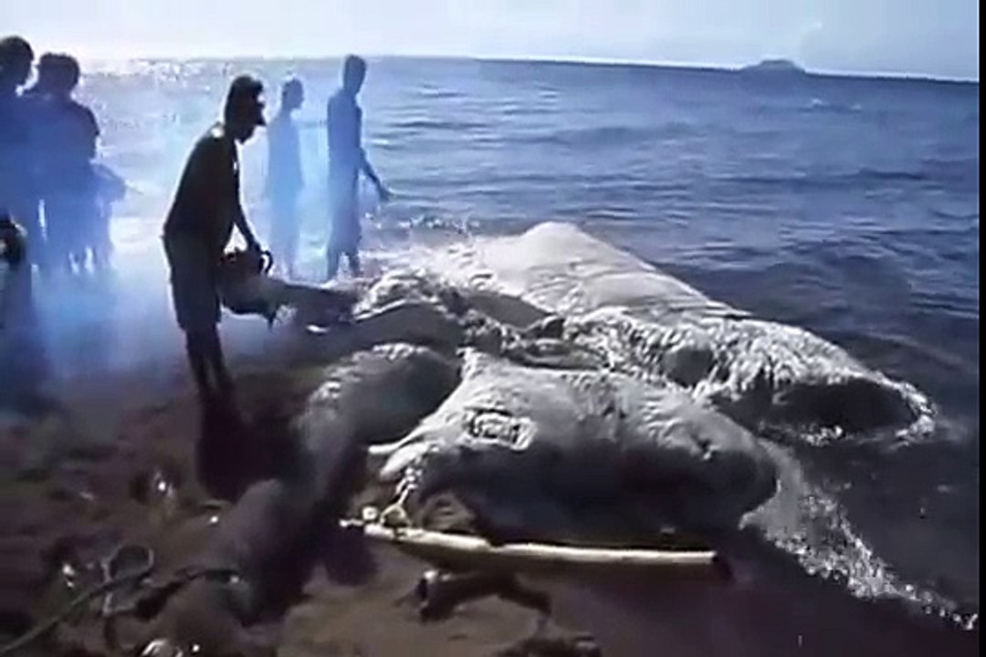 Гигантское существо выбросило на берег (kratko-news.com)