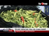 Curi Cabai Siap Panen, Remaja Ini Dihakimi Warga