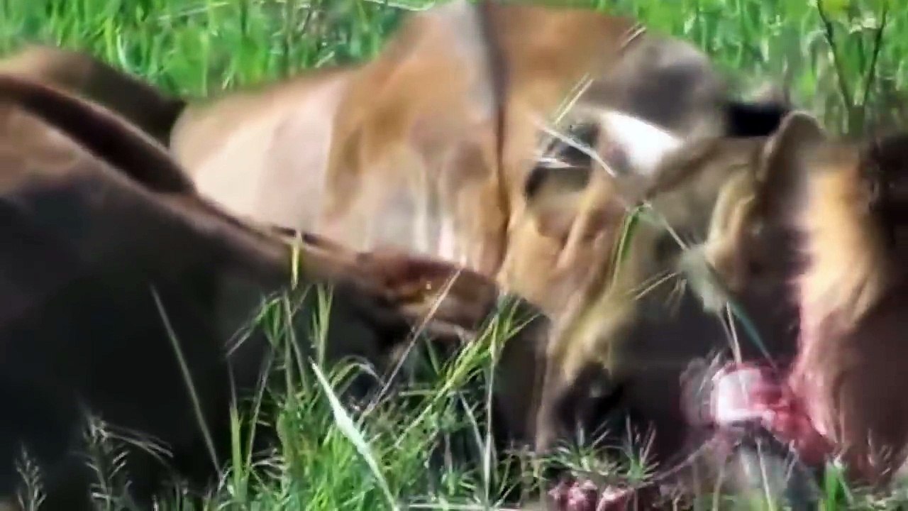 Amazing Lions Hunt Warthog