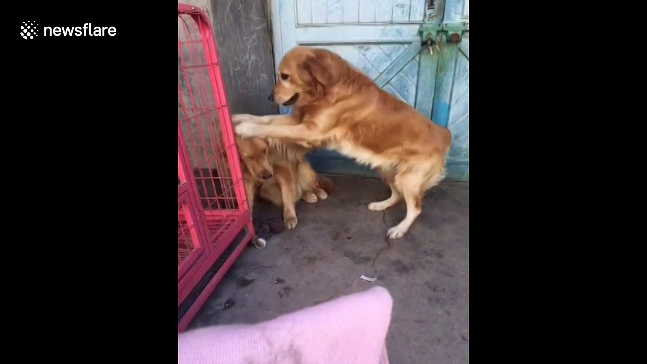 Dog grasses on its friend when asked who destroyed owner's clothes