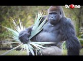 Waspada Tembakau Gorilla