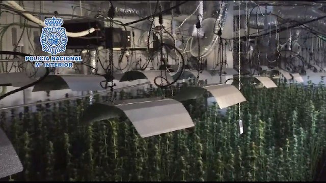 Desmantelada una plantación de marihuana indoor en la Viñuela, Málaga