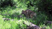 Red wolf (Canis rufus) [Critically Endangered]
