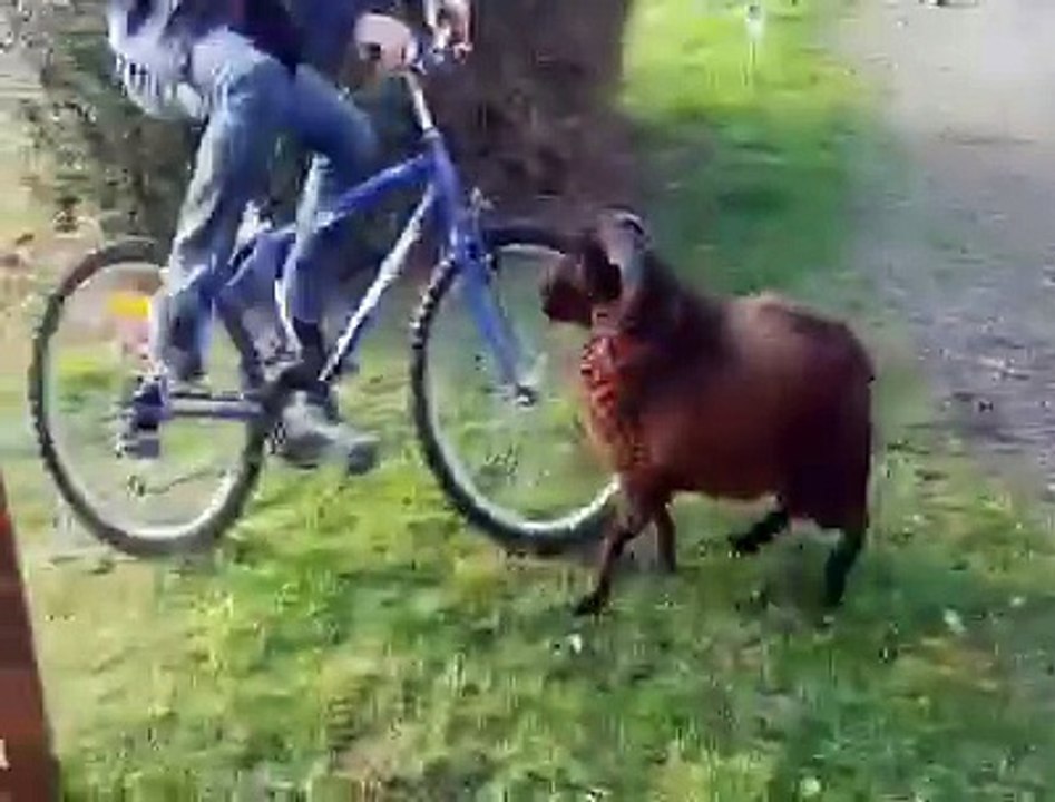 Sheep Head Vs Man Head