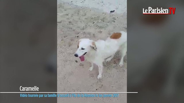 Le drôle de destin de Caramelle, chienne battue et évadée à sa descente d'avion