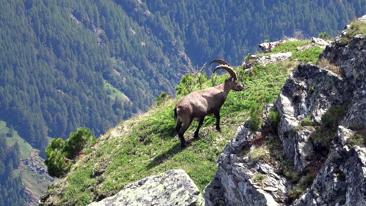 Bouquetins et marmotte à Chleini Furgge 2272m