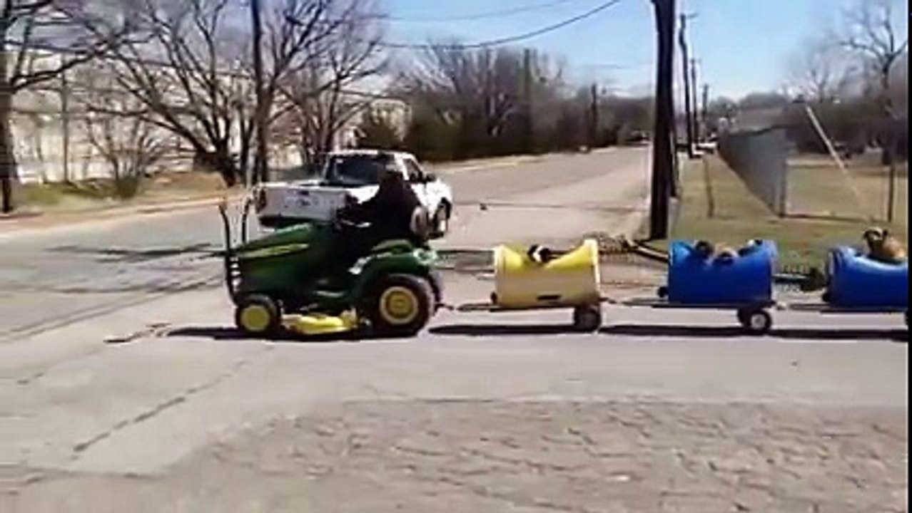 Dogs going for a ride