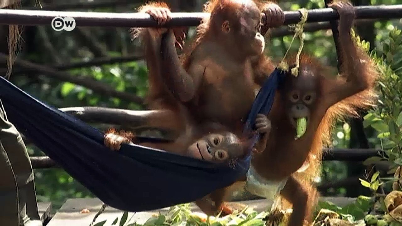 Menschenaffen akut bedroht | DW Nachrichten
