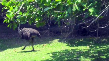 jatim park ada banyak burung unta berkeliaran