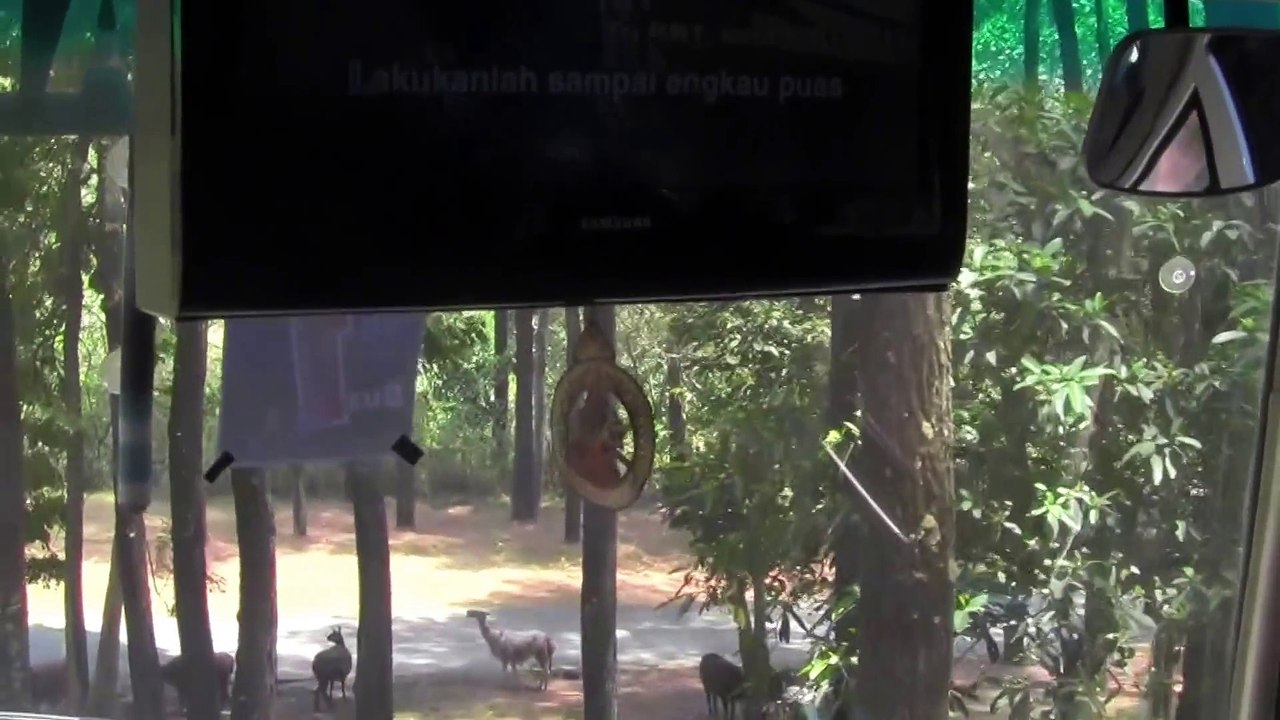 jatim park Ada Bison Awas Mobilnya diseruduk...