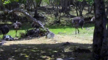 jatim park Burung Unta Makan Rumput