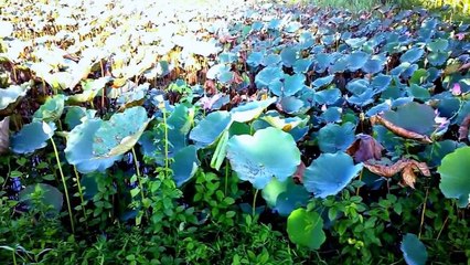 Đặt lộp tôm càng xanh trên kênh Vịnh Tre, Châu Phú, An Giang