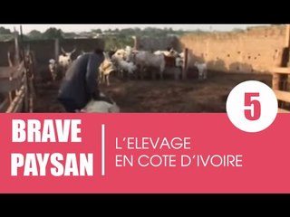 Brave paysan / L'élévage en Côte d'Ivoire