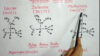 Amino acids 2
