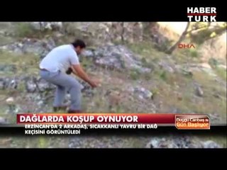 Bu yavru keçi evcil hayvanları aratmıyor