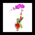 Flower Delivery Singapore: Chinese New Year 2017 Prosperity Orchid