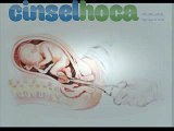 Kürtaj Nedir? Kürtaj Nasıl Yapılır? | www.cinselhoca.com