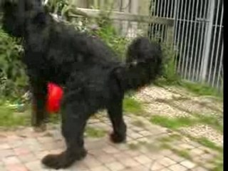 Shame met bal (Bouvier des Flandres)