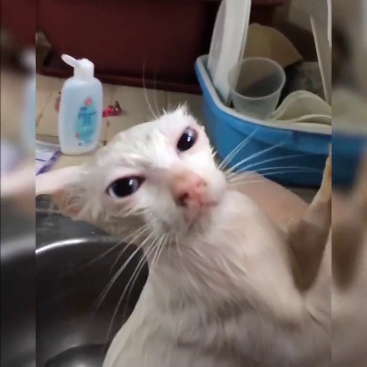 Nos animaux sont incroyablement droles... La preuve avec cette compilation hilarante