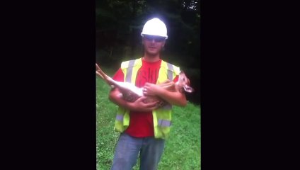 Ce bébé cerf ne veut plus quitter l'homme qui l'a sauvé