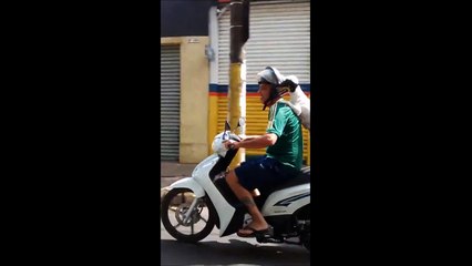 Hey toutou, un petit tour de scooter??!