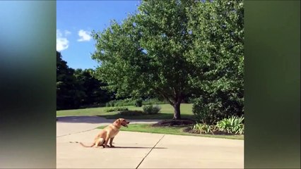 下载视频: Son chien marque des paniers et fait des trickshots en basket-ball!