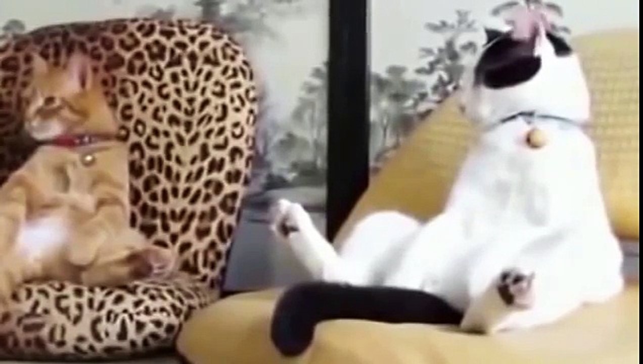 Самое смешное видео про животных