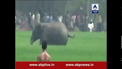 Wild Elephant killing a man in India