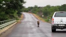 Hyenas arrival Force Tourists Back into Cars ! Kruger National Park, South Africa.