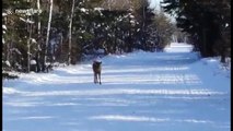 Curious deer approaches human observer