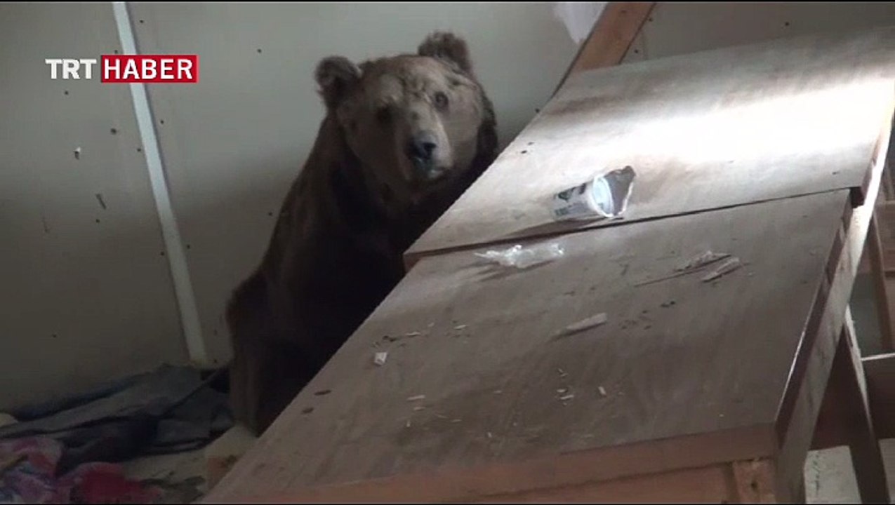 Uykusuz ayı depoya sığındı