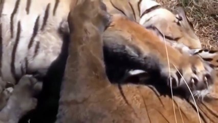 Epic Battle - Tiger vs Tiger