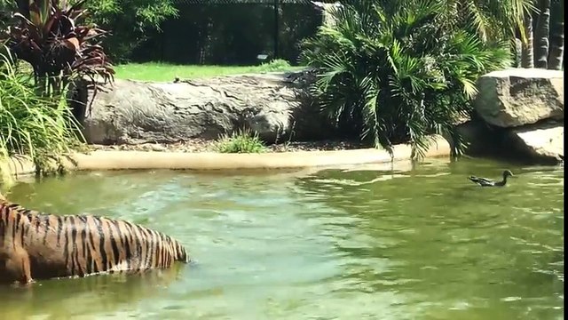 Un canard défie un tigre