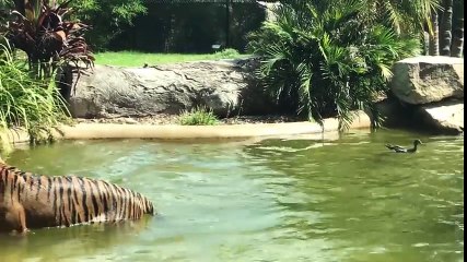 Un canard défie un tigre