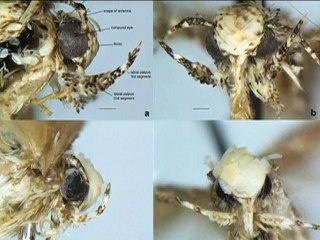 যুক্তরাষ্ট্রে ট্রাম্পের নামে রাখা হলো পতঙ্গের নাম