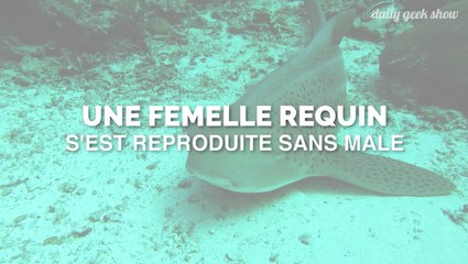 Voici comment ce requin femelle a réussi à se reproduire… sans aucun mâle