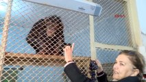 Antalya Dişleri Sökülen Şempanze Hayvanat Bahçesine Alındı