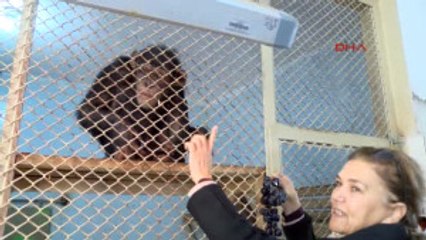 Antalya Dişleri Sökülen Şempanze Hayvanat Bahçesine Alındı