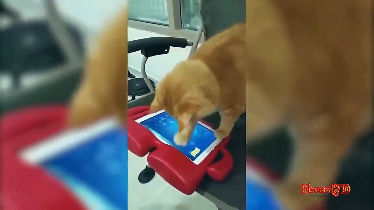 Funny Fails Compilation 2016 - Funny Videos - Hardest Challenge Try not to laugh FunnyHD - P 03