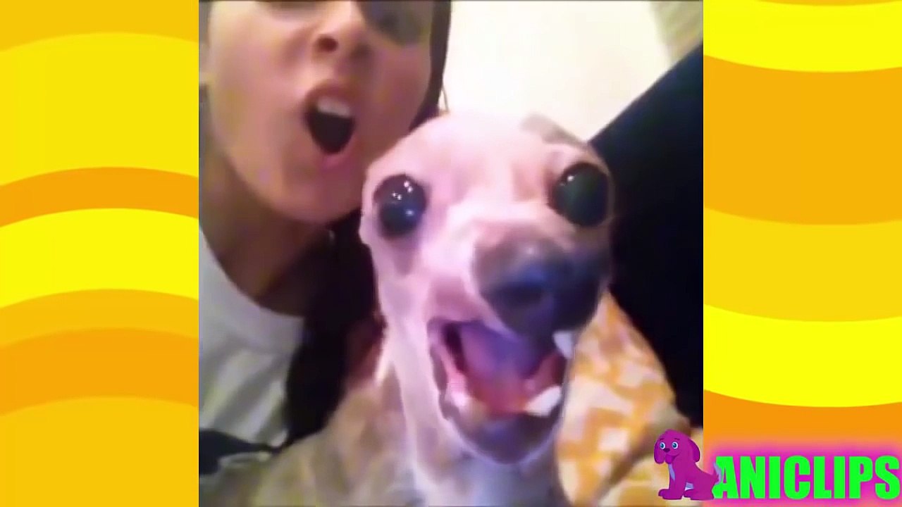 WhatsApp BEST FUNNY VIRAL Videos of 2016 - Try not to grin or Laugh   FunnyHD