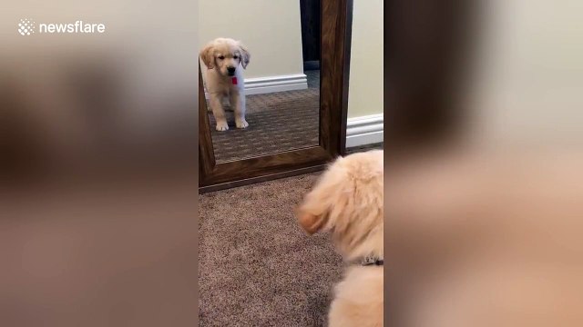 Golden retriever puppy sees himself in mirror for first time