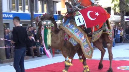 Antalya Kumluca'da Süslü Deve Yarışması