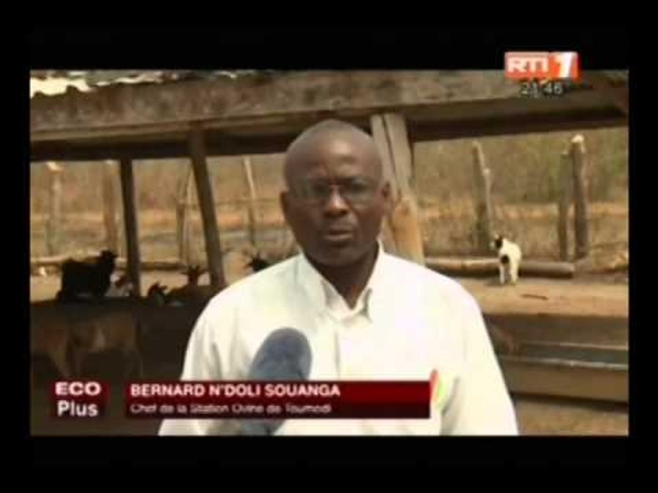 ECO Plus : activités des stations d'élevages de Yamoussoukro et de Toumodi