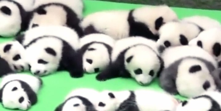 23 adorables bébés pandas voient le jour en Chine.