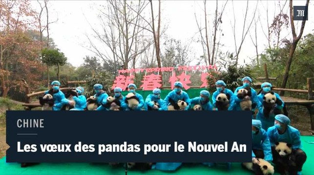Chine : Les vœux des pandas pour le Nouvel An