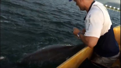 Download Video: Homem liberta golfinho de rede de pesca em Vitória